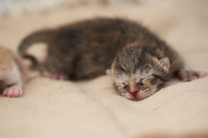 Mata anak kucing yang baru lahir biasanya masih tertutup rapat.