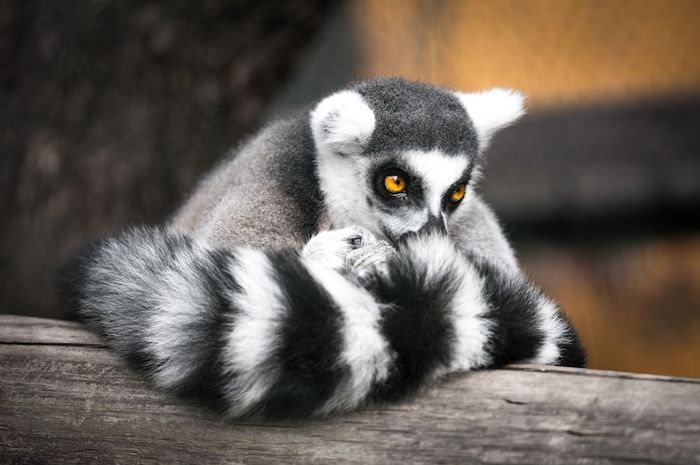 Lemur adalah salah satu hewan yang melakukan hibernasi saat musim dingin.