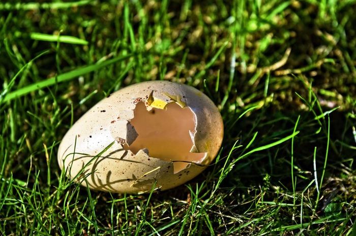 Kulit telur merupakan salah satu contoh limbah organik kering.