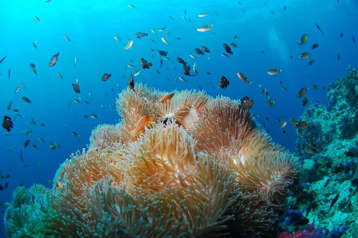 Terumbu karang adalah tempat tinggal, tempat berkembang biak, dan tempat mencari makan biota laut.