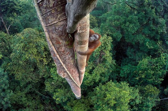 Hutan adalah lingkungan yang memiliki fungsi untuk menghasilkan oksigen dan juga tempat tinggal makhluk hidup.