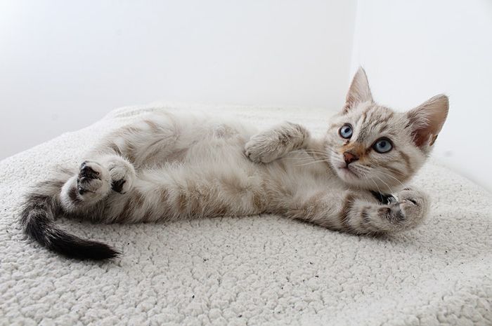 Kucing juga sering kali ijadikan sebagai makna kiasan dalam idiom bahasa Inggris.