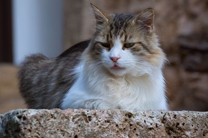 Kucing sebenarnya tidak berbulu, tapi berambut.