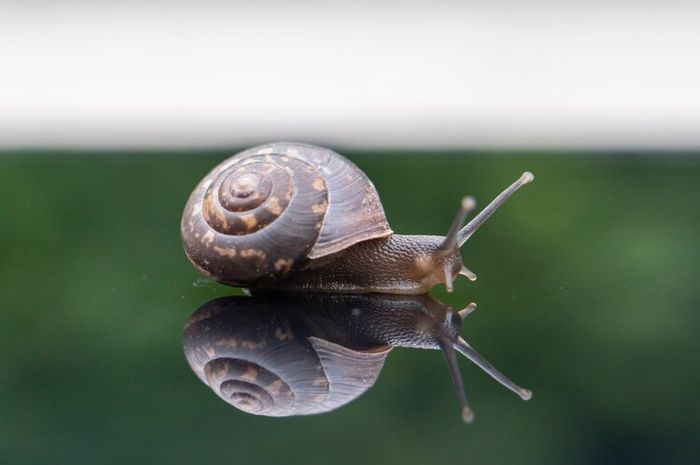Siput memiliki 14.000 gigi.