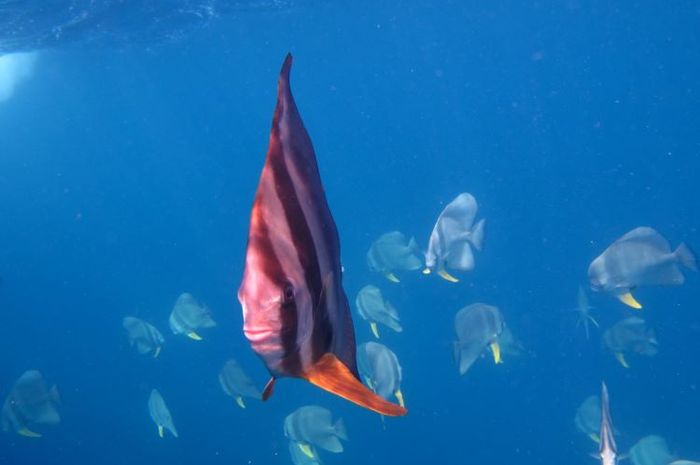 Sejumlah hewan laut memiliki keunikan yang menari untuk dipelajari.