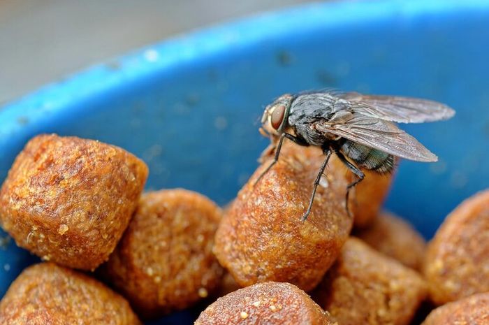 Lalat merupakan serangga yang suka hinggap di berbagai tempat, termasuk hinggap di makanan.