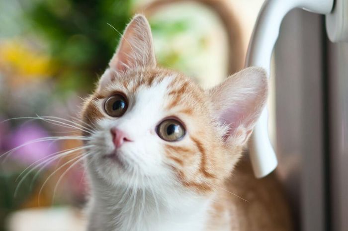 Gangguan penyakit mata pada kucing dan perawatannya.