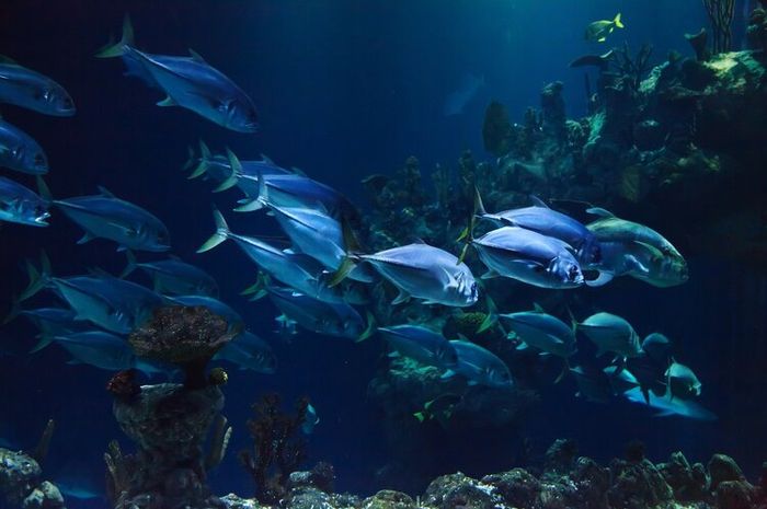 Ikan memiliki sistem gerak yang memudahkan mereka bergerak di dalam air.