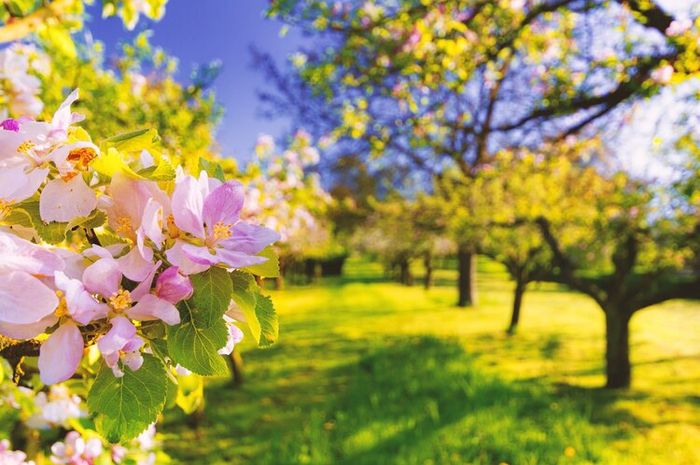 Ada beberapa idom bahasa Inggris yang menggunakan kata spring.