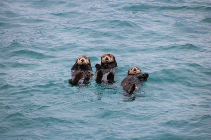 Berang-berang laut adalah anggota keluarga musang dan merupakan mamalia laut terkecil.