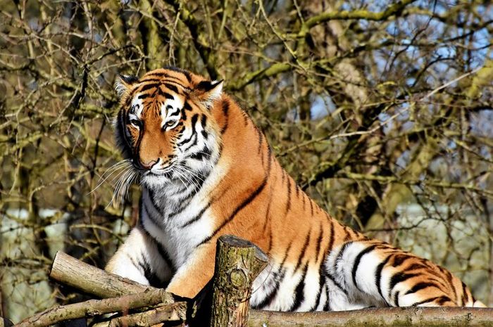 Harimau merupakan salah satu satwa liar atau hewan buas.
