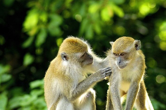Monyet adalah hewan primata yang umumnya hidup di pepohonan.