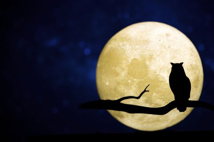 Early bird dan night owl adalah istilah bahasa Inggris yang secara harfiah berhubungan dengan kata burung.
