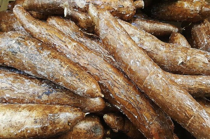 Limbah dari kulit singkong dapat dimanfaatkan sebagai bahan bakar bioetanol.