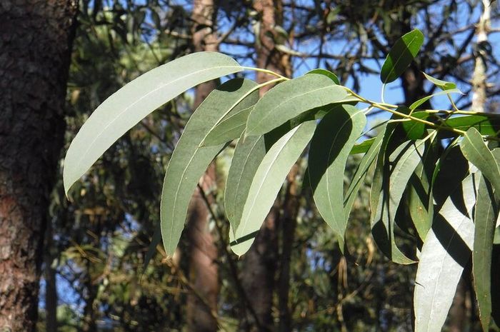 Daun eucalyptus yang wangi memiliki banyak manfaat bagi kesehatan.