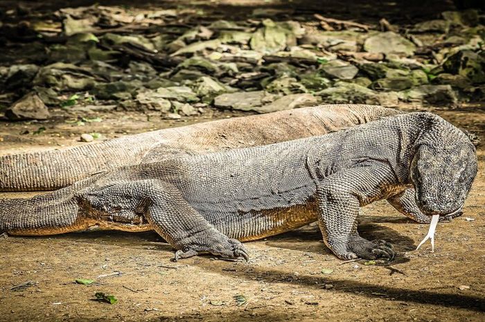 Komodo memiliki bentuk badan yang hampir sama dengan biawak.