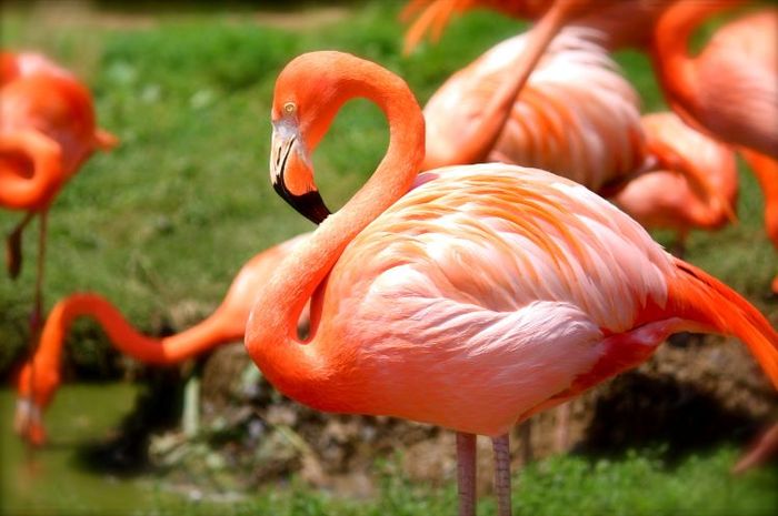Kata flamingo berasal dari bahasa Spanyol.