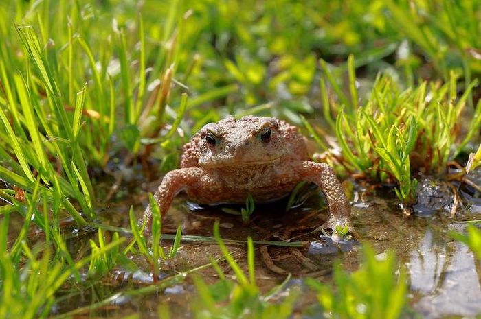 Alat pernapasan katak yang utama adalah kulit dan juga paru-paru.