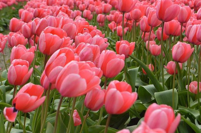 Ada sejumlah fakta menarik bunga tulip, salah satunya ternyata bukan dari Belanda.
