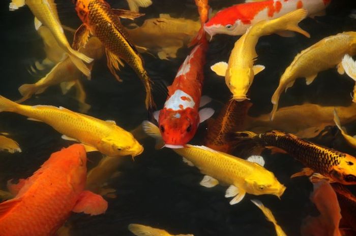Terdapat beberapa idiom bahasa Inggris yang menggunakan kata fish atau ikan di dalamnya.