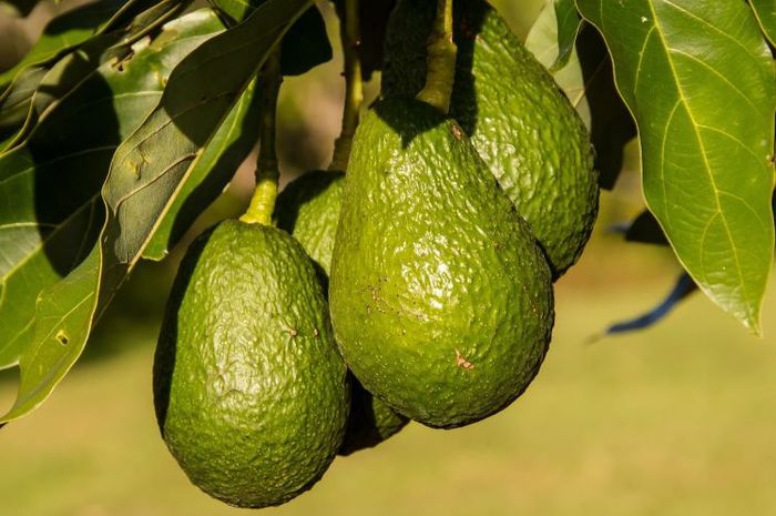 Setiap struktur bagian buah pada tumbuhan memiliki fungsinya sendiri-sendiri.