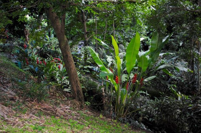 Setiap bagian tumbuhan seperti akar dan daun memiliki fungsinya masing-masing bagi tumbuhan itu sendiri dan manusia.
