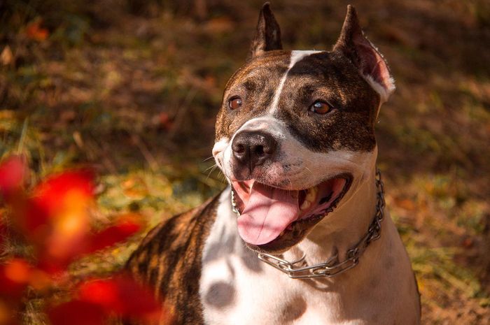 Anjing pitbull, salah satu jenis anjing yang galak.