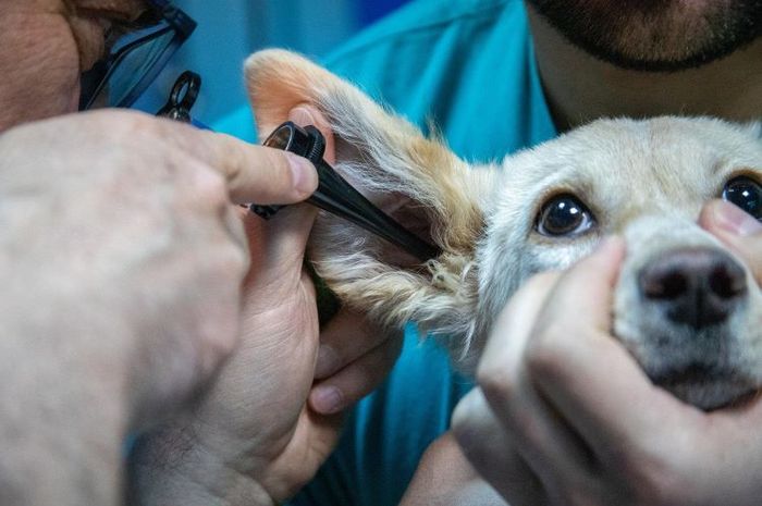 Peringatan Hari Zoonosis Sedunia bertujuan untuk menginformasikan peyakit zoonosis.