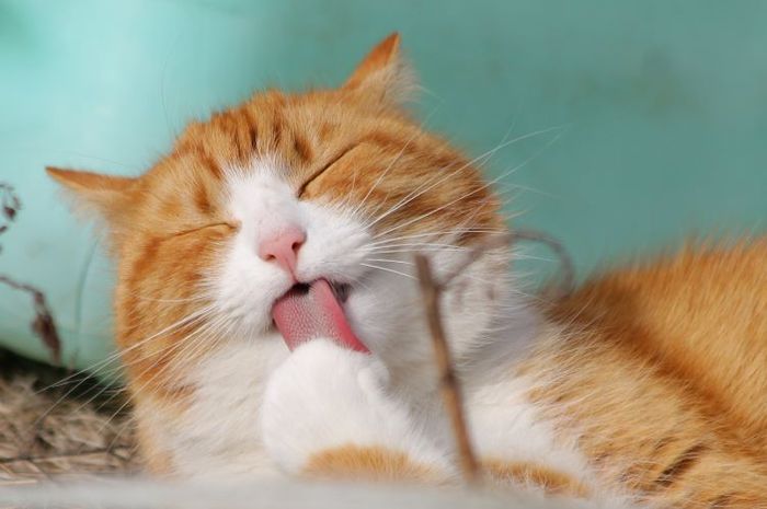 Jamur ringworm yang menginfeksi kucing dapat menular ke manusia melalui kontak langsung ataupun tidak langsung.