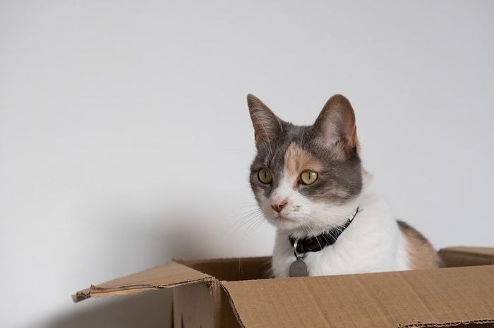 Kucing berada di dalam kotak untuk bersembunyi sehingga mereka merasa aman.