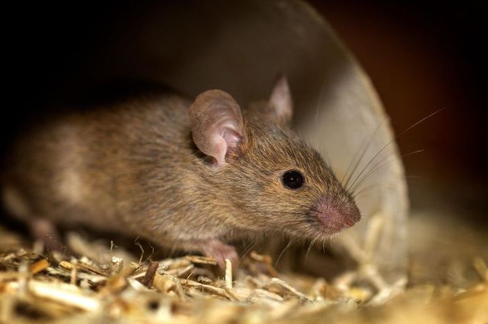 Tikus dapat diusir dari rumah dengan menggunakan bahan alami.