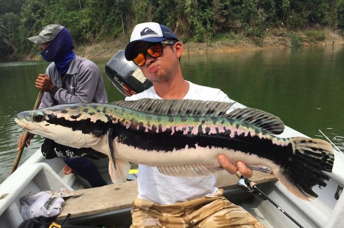 Ikan toman adalah hewan predator yang bisa dimakan dan dapat tumbuh sampai mendekati 1,5 m panjangnya
