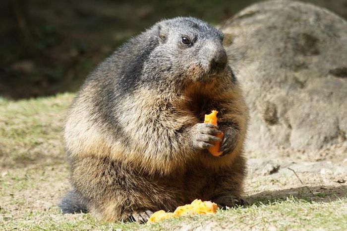 Marmot adalah salah satu contoh hewan pengerat.