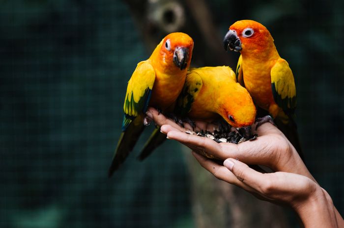 Bukan Tanpa Sebab, Ternyata Ini 5 Alasan Burung Berkicau Sepanjang Hari, Salah Satunya Ingin Pamer - Semua Halaman - Bobo