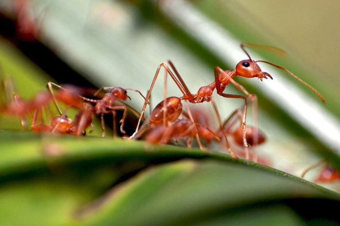 pembasmi semut merah