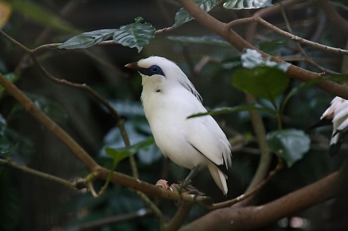 Burung jalak Bali merupakan salah satu burung langka di Indonesia.
