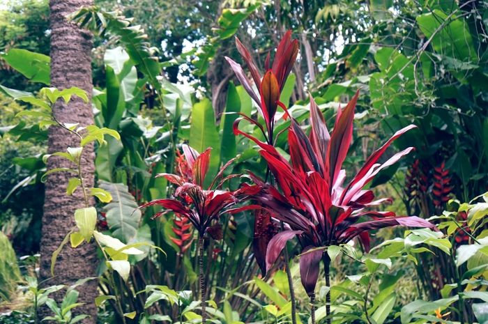 Terdapat beberapa macam contoh tumbuhan yang berkembang biak dengan cara vegetatif dan generatif.