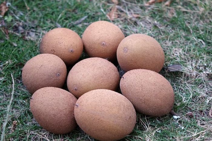 Ada sejumlah fakta unik dan menarik terkait buah sawo.