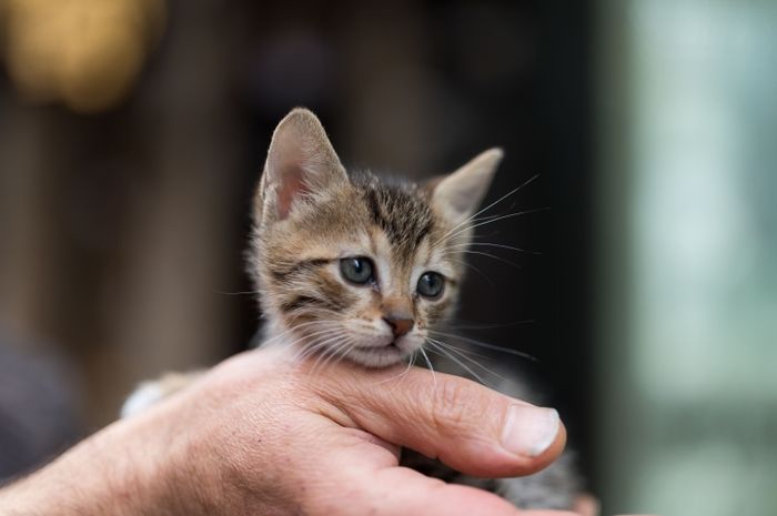 Tidak semua perilaku manusia disukai kucing, ada perilaku manusia yang dibenci kucing.