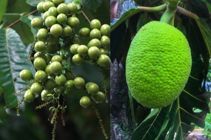 Indonesia memiliki beragam flora endemik.