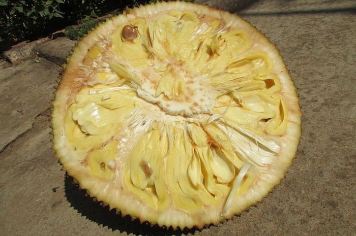 Getah nangka yang lengket di tangan bisa dihilangkan dengan menggunakan beberapa bahan dapur di rumah.