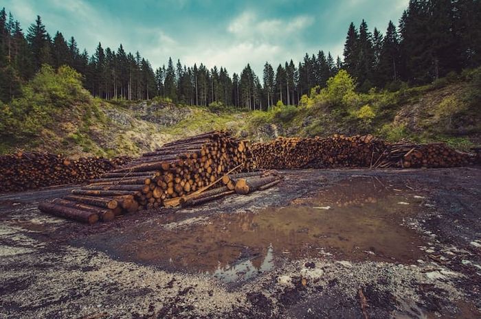 Arti penting flora dan fauna bagi kehidupan salah satunya sumber daya ekonomi, yaitu dari kayu.