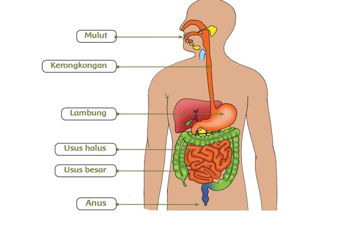 Apa Saja Enzim Yang Ada Pada Alat Pencernaan Manusia Apa Saja Enzim Yang Ada Pada Alat Pencernaan Manusia