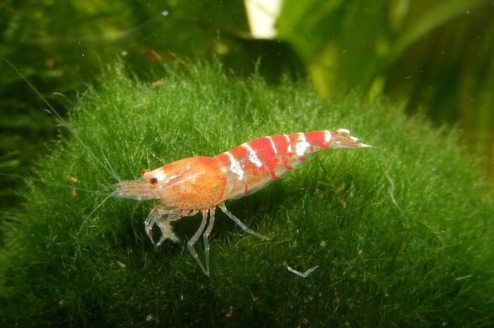Udang adalah hewan yang pandai berenang meski tidak mempunyai sirip.