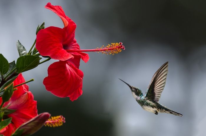 Persebaran flora di Indonesia terbagi menjadi empat wilayah, salah satunya flora Sumatra-Kalimantan.