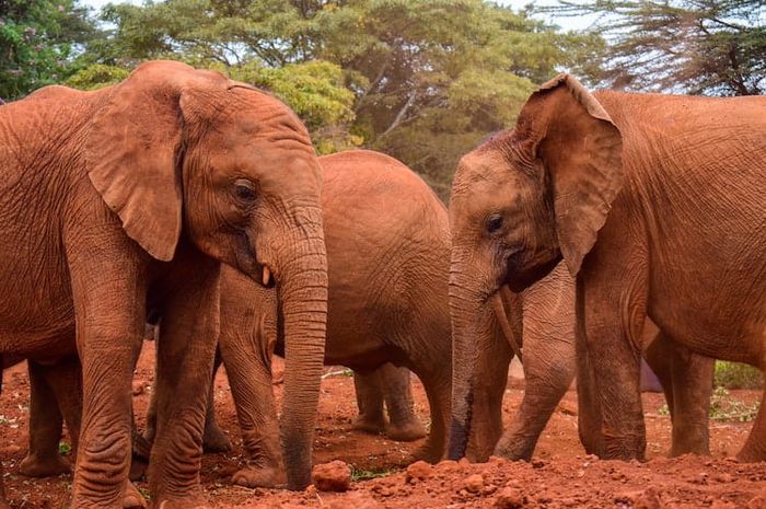 Gajah merupakan salah satu fauna yang terdapat di salah satu kawasan perlindungan flora dan fauna di Indonesia.