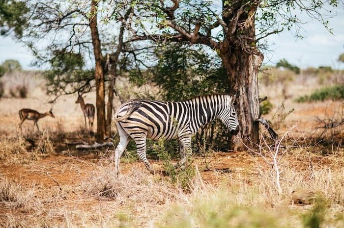 Bagian perut zebra tidak belang.