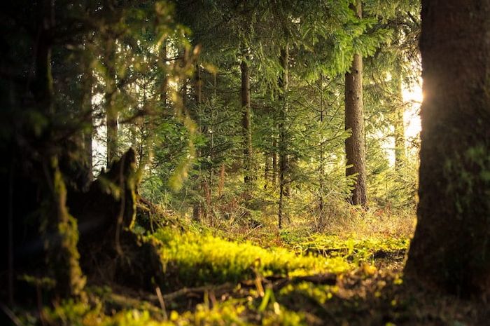 Hutan merupakan salah satu tempat yang sangat penting, maka dari itu diperlukan pengelolaan hutan berkelanjutan.