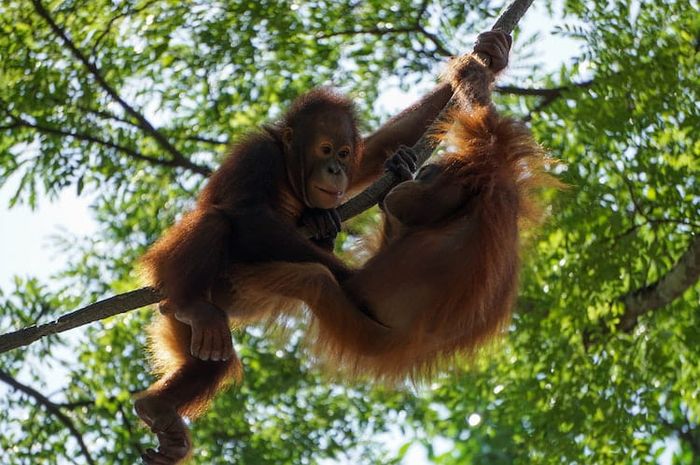 Daerah konservasi flora dan fauna di Indonesia salah satunya adalah Taman Nasional Tanjung Puting yang menjadi habitat bagi orang utan.