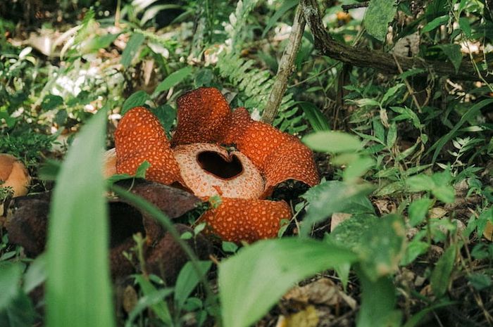 Penemuan bunga Rafflesia arnoldii di Sumatra merupakan salah satu bukti Raffles sangat memperhatikan bidang ilmu pengetahuan, sejarah, dan budaya di Indonesia.